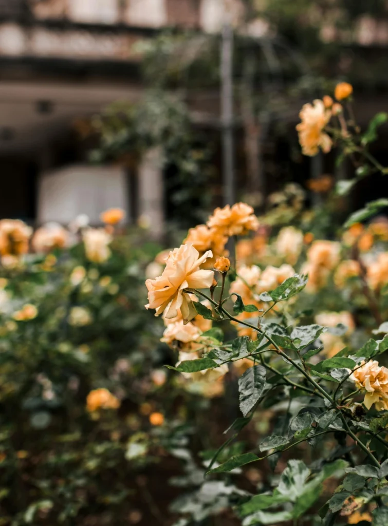 Soft yellow roses blooming in a garden, evoking calm and renewal.